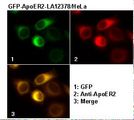 APOER2 / LRP8 Antibody