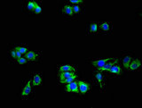 APOER2 / LRP8 Antibody - Immunofluorescent analysis of HepG2 cells using LRP8 Antibody at a dilution of 1:100 and Alexa Fluor 488-congugated AffiniPure Goat Anti-Rabbit IgG(H+L)
