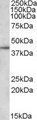 APOL3 / Apolipoprotein L 3 Antibody - Antibody (1 ug/ml) staining of DAUDI lysate (35 ug protein in RIPA buffer). Primary incubation was 1 hour. Detected by chemiluminescence