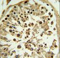 APOL4 / Apolipoprotein L 4 Antibody - APOL4 Antibody (Center E273) IHC of formalin-fixed and paraffin-embedded human testis tissue followed by peroxidase-conjugated secondary antibody and DAB staining. This data demonstrates the use of the APOL4 Antibody (Center E273) for immunohistochemistry.