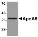 Apolipoprotein A-V Antibody - Western blot analysis of ApoA5 in human liver tissue lysate with ApoA5 antibody at 1 ug/ml .