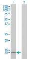 Apolipoprotein C-I Antibody - Western Blot analysis of APOC1 expression in transfected 293T cell line by APOC1 monoclonal antibody (M01), clone 2E2-1A3.Lane 1: APOC1 transfected lysate(9 KDa).Lane 2: Non-transfected lysate.