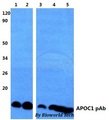 Apolipoprotein C-I Antibody - Western blot of APOC1 antibody at 1:500 dilution. Lane 1: HEK293T whole cell lysate. Lane 2: sp2/0 whole cell lysate. Lane 3: H9C11 whole cell lysate.