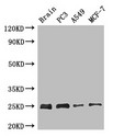 APOPT1 Antibody - Positive WB detected in:Mouse brain tissue,PC3 whole cell lysate,A549 whole cell lysate,MCF-7 whole cell lysate;All lanes : APOPT1 antibody at 2.7 ug/ml;Secondary;Goat polyclonal to rabbit IgG at 1/50000 dilution;predicted band size: 25 kDa;observed band size: 25 kDa;