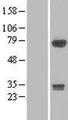 APPL2 Protein - Western validation with an anti-DDK antibody * L: Control HEK293 lysate R: Over-expression lysate