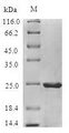 Allergen Mal d 3 Protein - (Tris-Glycine gel) Discontinuous SDS-PAGE (reduced) with 5% enrichment gel and 15% separation gel.