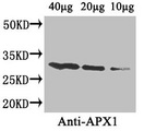 APX1 Antibody - Western Blot Positive WB detected in: Arabidopsis thaliana (40µg, 20µg, 10µg, 5µg) All lanes: APX1 antibody at 4µg/ml Secondary Goat polyclonal to rabbit IgG at 1/50000 dilution Predicted band size: 28 kDa Observed band size: 28 kDa