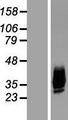 AQP10 / Aquaporin 10 Protein - Western validation with an anti-DDK antibody * L: Control HEK293 lysate R: Over-expression lysate