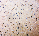 AQP4 / Aquaporin 4 Antibody - AQP4 / Aquaporin 4 antibody. IHC(P): Rat Brain Tissue.