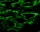 AQP4 / Aquaporin 4 Antibody - IF analysis of Aquaporin 4 in rat kidney tissue using a 1:200 dilution of AQP4 / Aquaporin 4 antibody.  This image was taken for the unconjugated form of this product. Other forms have not been tested.