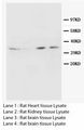 AQP4 / Aquaporin 4 Antibody -  This image was taken for the unconjugated form of this product. Other forms have not been tested.