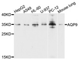 AQP9 / Aquaporin 9 Antibody - Western blot analysis of extracts of various cells.