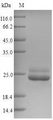 BAS1 Protein - (Tris-Glycine gel) Discontinuous SDS-PAGE (reduced) with 5% enrichment gel and 15% separation gel.