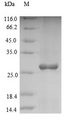 BAS1 Protein - (Tris-Glycine gel) Discontinuous SDS-PAGE (reduced) with 5% enrichment gel and 15% separation gel.