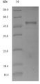 CYCB1;1 Protein - (Tris-Glycine gel) Discontinuous SDS-PAGE (reduced) with 5% enrichment gel and 15% separation gel.