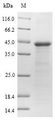 OSM34 Protein - (Tris-Glycine gel) Discontinuous SDS-PAGE (reduced) with 5% enrichment gel and 15% separation gel.