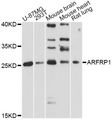 ARFRP1 Antibody - Western blot analysis of extracts of various cell lines, using ARFRP1 antibody at 1:3000 dilution. The secondary antibody used was an HRP Goat Anti-Rabbit IgG (H+L) at 1:10000 dilution. Lysates were loaded 25ug per lane and 3% nonfat dry milk in TBST was used for blocking. An ECL Kit was used for detection and the exposure time was 90s.