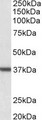 ARG1 / Arginase 1 Antibody - ARG1 / Arginase 1 antibody (0.01µg/ml) staining of Human Liver lysate (35µg protein in RIPA buffer). Detected by chemiluminescence.