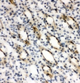 ARG2 / Arginase 2 Antibody - IHC analysis of Arg2 using anti-Arg2 antibody. Arg2 was detected in paraffin-embedded section of rat kidney tissue. Heat mediated antigen retrieval was performed in citrate buffer (pH6, epitope retrieval solution) for 20 mins. The tissue section was blocked with 10% goat serum. The tissue section was then incubated with 1µg/ml rabbit anti-Arg2 antibody overnight at 4°C. Biotinylated goat anti-rabbit IgG was used as secondary antibody and incubated for 30 minutes at 37°C. The tissue section was developed using Strepavidin-Biotin-Complex (SABC) with DAB as the chromogen.