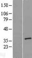 ARGLU1 Protein - Western validation with an anti-DDK antibody * L: Control HEK293 lysate R: Over-expression lysate