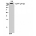 ARHGAP35 / GRLF1 Antibody - Western blot of Phospho-GRF-1 (Y1105) antibody