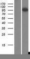 ARHGAP4 Protein - Western validation with an anti-DDK antibody * L: Control HEK293 lysate R: Over-expression lysate