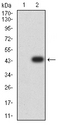 ARHGAP42 Antibody - Western blot analysis using ARHGAP42 mAb against HEK293 (1) and ARHGAP42 (AA: 577-719)-hIgGFc transfected HEK293 (2) cell lysate.