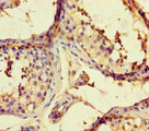 ARHGAP42 Antibody - Immunohistochemistry of paraffin-embedded human testis tissue at dilution of 1:100