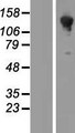 ARHGAP45 Protein - Western validation with an anti-DDK antibody * L: Control HEK293 lysate R: Over-expression lysate