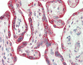 ARHGAP8 Antibody - Human Placenta: Formalin-Fixed, Paraffin-Embedded (FFPE).  This image was taken for the unconjugated form of this product. Other forms have not been tested.