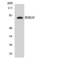 ARHGAP9 Antibody - Western blot analysis of the lysates from COLO205 cells using RHG9 antibody.