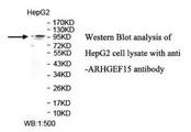 ARHGEF15 Antibody - Western blot of ARHGEF15 antibody