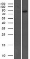 ARHGEF19 / WGEF Protein - Western validation with an anti-DDK antibody * L: Control HEK293 lysate R: Over-expression lysate