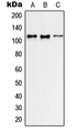 ARHGEF2 / GEF-H1 Antibody - Western blot analysis of GEF H1 expression in HeLa (A); NIH3T3 (B); H9C2 (C) whole cell lysates.