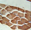 ARHGEF3 / XPLN Antibody - ARHGEF3 Antibody immunohistochemistry of formalin-fixed and paraffin-embedded human skeletal muscle followed by peroxidase-conjugated secondary antibody and DAB staining.