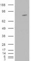 ARHGEF4 Antibody - HEK293 overexpressing ARHGEF4 (RC215591) and probed with the antibody (mock transfection in first lane).