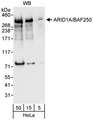 ARID1A / BAF250 Antibody - Detection of Human ARID1A by Western Blot. Samples: Whole cell lysate (5, 15 and 50 ug) from HeLa cells. Antibody: Affinity purified rabbit anti-ARID1A antibody used for WB at 0.04 ug/ml. Detection: Chemiluminescence with an exposure time of 10 seconds.
