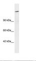 ARID4A Antibody - HepG2 Cell Lysate.  This image was taken for the unconjugated form of this product. Other forms have not been tested.