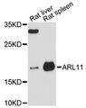 ARL11 Antibody - Western blot analysis of extracts of various cell lines, using ARL11 antibody at 1:3000 dilution. The secondary antibody used was an HRP Goat Anti-Rabbit IgG (H+L) at 1:10000 dilution. Lysates were loaded 25ug per lane and 3% nonfat dry milk in TBST was used for blocking. An ECL Kit was used for detection and the exposure time was 90s.