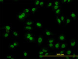 ARL6IP4 Antibody - Immunofluorescence of monoclonal antibody to ARL6IP4 on HeLa cell (antibody concentration 10 ug/ml).