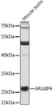 ARL6IP4 Antibody - Western blot analysis of extracts of mouse testis, using ARL6IP4 antibody at 1:3000 dilution. The secondary antibody used was an HRP Goat Anti-Rabbit IgG (H+L) at 1:10000 dilution. Lysates were loaded 25ug per lane and 3% nonfat dry milk in TBST was used for blocking. An ECL Kit was used for detection and the exposure time was 30s.