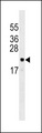 ARL6IP5 Antibody - ARL6IP5 Antibody western blot of mouse NIH-3T3 cell line lysates (35 ug/lane). The ARL6IP5 antibody detected the ARL6IP5 protein (arrow).