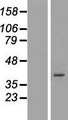 ARMCX5 Protein - Western validation with an anti-DDK antibody * L: Control HEK293 lysate R: Over-expression lysate