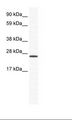 ARNTL / BMAL1 Antibody - NIH 3T3 Lysate.  This image was taken for the unconjugated form of this product. Other forms have not been tested.