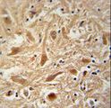 ARPC1A Antibody - ARPC1A Antibody immunohistochemistry of formalin-fixed and paraffin-embedded human brain tissue followed by peroxidase-conjugated secondary antibody and DAB staining.