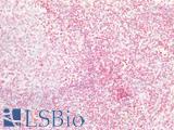 ARPC4 Antibody - Human Tonsil: Formalin-Fixed, Paraffin-Embedded (FFPE)