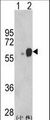 ARSB / Arylsulfatase B Antibody - Western blot of ARSB (arrow) using rabbit polyclonal ARSB Antibody. 293 cell lysates (2 ug/lane) either nontransfected (Lane 1) or transiently transfected with the ARSB gene (Lane 2) (Origene Technologies).