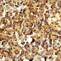 ARSG / Arylsulfatase G Antibody - Immunohistochemical analysis of Arylsulfatase G staining in human pancreas formalin fixed paraffin embedded tissue section. The section was pre-treated using heat mediated antigen retrieval with sodium citrate buffer (pH 6.0). The section was then incubated with the antibody at room temperature and detected with HRP and DAB as chromogen. The section was then counterstained with hematoxylin and mounted with DPX.