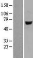 ARSJ / Arylsulfatase J Protein - Western validation with an anti-DDK antibody * L: Control HEK293 lysate R: Over-expression lysate