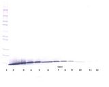 ARTN / Artemin Antibody - Western Blot (reducing) of Artemin antibody. This image was taken for the unconjugated form of this product. Other forms have not been tested.